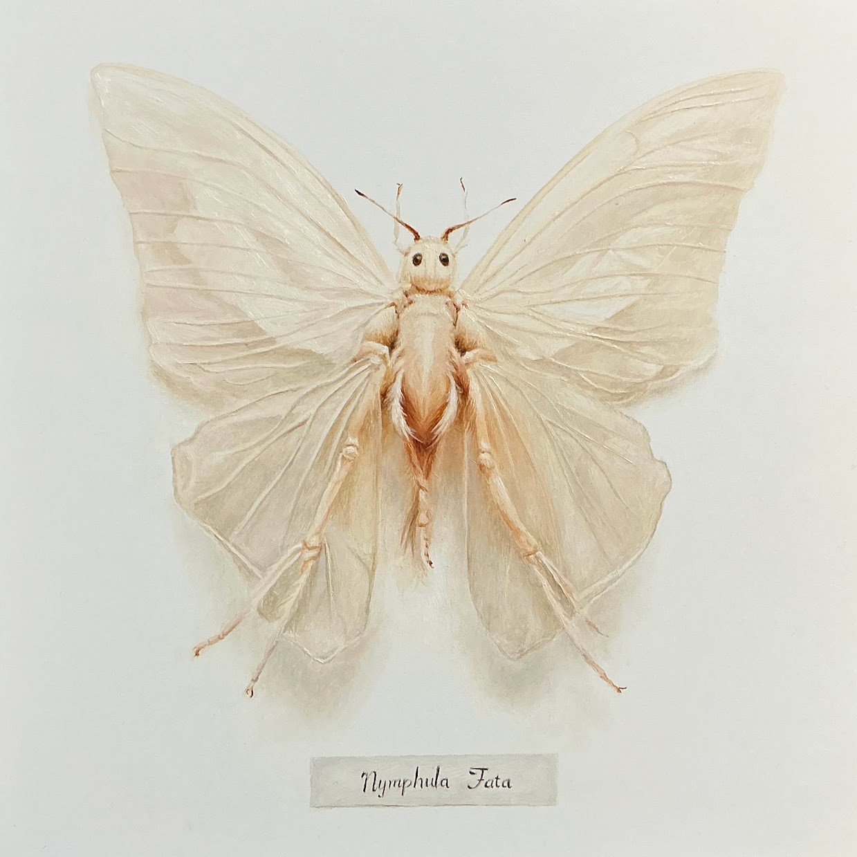 Nymphula Fata 1