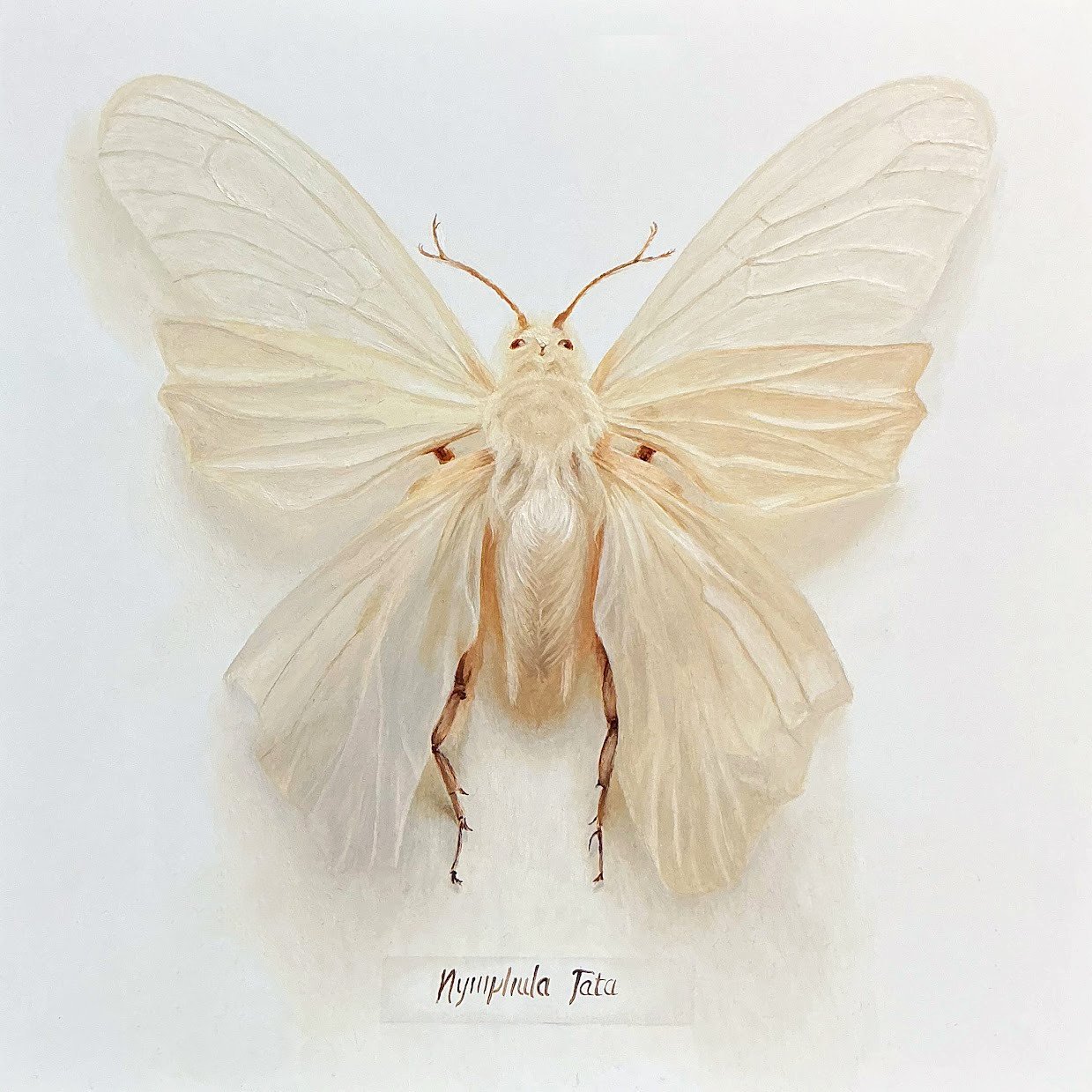 Nymphula Fata 2