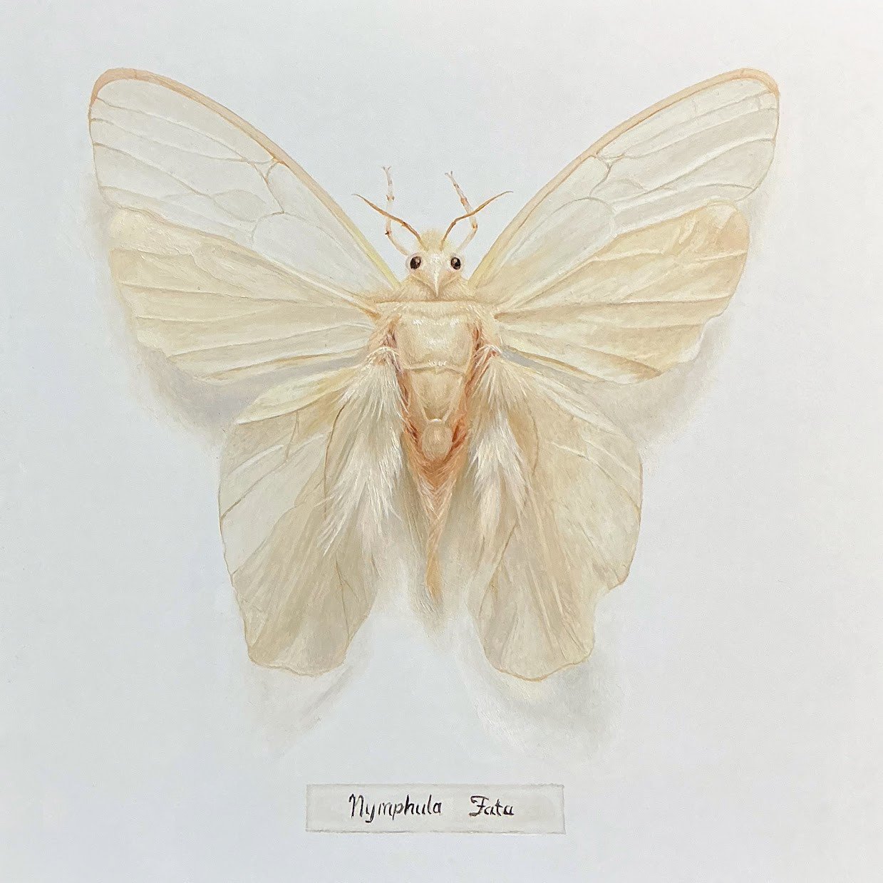 Nymphula Fata 3